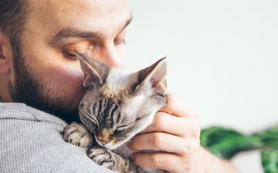 Kedilerin Hayatımıza Katkıları Sadece Sevgiyle Sınırlı Değil