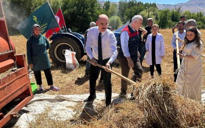 Doğanşehir'de karabuğday hasat edildi