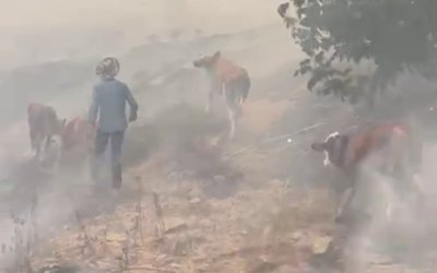 Malatya'da orman yangını: Bölgedeki hayvanlar tahliye edildi