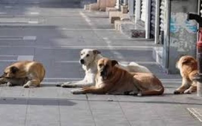 Vali Yavuz: “Sokak hayvanları artık ertelenemez bir sorun”