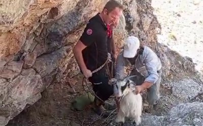Malatya'da dağda mahsur kalan keçiler kurtarıldı