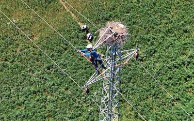 Fırat EDAŞ ile Hem Kesintisiz Enerji Hem de Leylekler Güvende