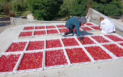 Doğanşehirli Kadınlar Üreterek Ev Ekonomisine Katkı Sağlıyor