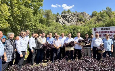 Arapgir’de mor reyhan tarlasında hasat coşkusu