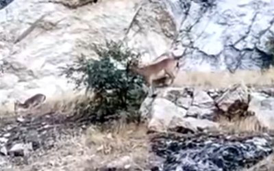 Darende’de yabani keçiler kameraya yansıdı