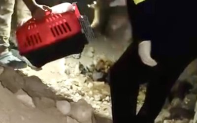 Mağarada anne köpek ölü bulundu, yavruları barınağa alındı