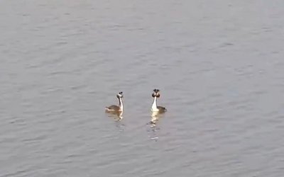 Doğanın zarif kuşu Bahri (Podiceps cristatus) objektiflere yansıdı