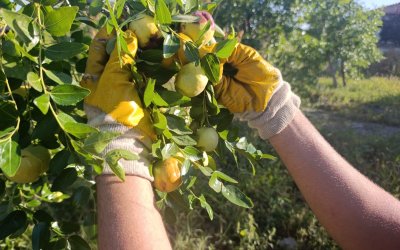 Tek Ağaçla Başladı, 8 Dönümde Hünnap Üreticisi Oldu