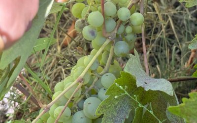 Darende'de 3 bin Dönüm Üzüm Bağı Yok Oldu