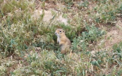 Yer Sincabı Kameralara Yakalandı