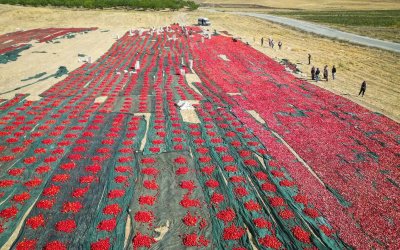 Donun vurduğu kayısı diyarında kurutmalık domates üretimi yüz güldürüyor