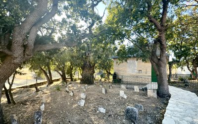 Onar Köyü’nde 700 Yıllık Sakız Ağacı İlgi Görüyor