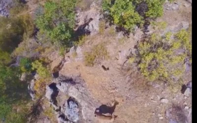 Doğanşehir Dağlarında Yaban Keçileri Dron İle Görüntülendi
