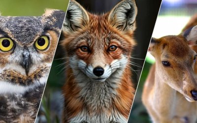 DKMP, 13 Yılda 73 Bin Yaban Hayvanını Doğaya Kazandırdı