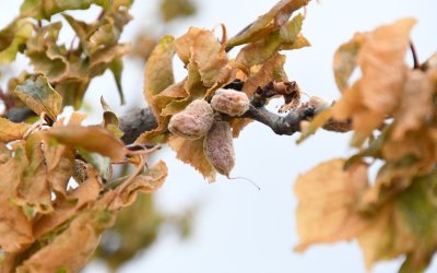 Malatya’da Kayısı Üreticilerine 7,1 Milyar TL Zirai Don Ödemesi Yapılacak