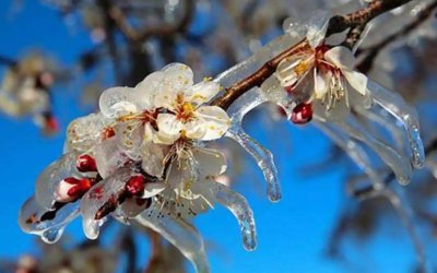 Meteorolojiden üreticilere zirai don uyarısı