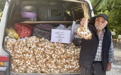 Taşköprü sarımsağı Darende’de ilgi görüyor