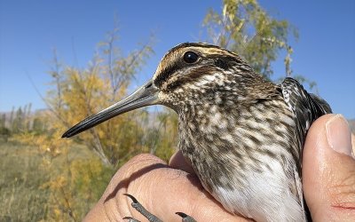 Türkiye'de en nadir görülen kuşlardan küçük suçulluğu, Iğdır'da halkalandı