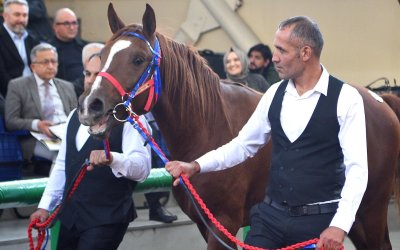 Cumhuriyet Tarihinin Rekoru Kırıldı: Hızlı Yasin 10,5 Milyon Liraya Satıldı