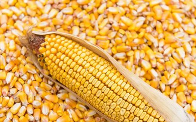 TİGEM, 1400 ton dane mısırı ihaleyle satışa sunacak