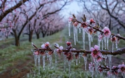 Bakan Yumaklı: Zirai dondan etkilenen üreticilere 6,5 milyar TL destek