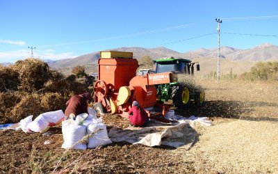 Doğanşehir’de Kuru Fasulye Hasadı Bereketli Başladı