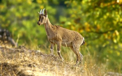 Hekimhan Dağlarında Güzelliğiyle Büyüleyen Yaban Keçisi Objektife Takıldı