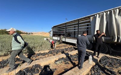 Tuz Çalısı Fidanları Malatya Meralarında Yeni Bir Dönemi Başlatıyor