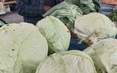 Gastromasa’da Göyyar Lahanası Rüzgarı Esti