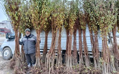Dona Rağmen Kayısı Üretiminde Kararlılık Devam Ediyor