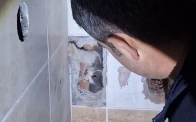 Havalandırma boşluğuna düşen kedi itfaiye tarafından kurtarıldı