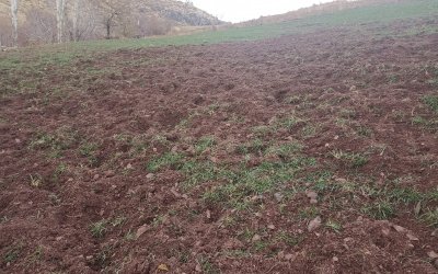 Pütürge’de Domuzlar Çiftçilerin Ürünlerini Tahrip Ediyor