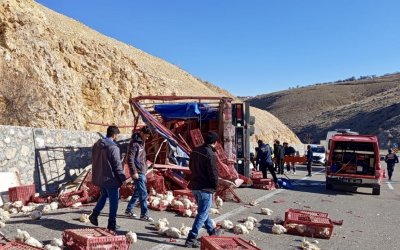 Tavuk Yüklü Kamyon Devrildi: Yüzlerce Tavuk Telef Oldu, Sürücü Yaralandı