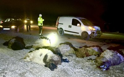 Hafif Ticari Araç Koyun Sürüsüne Daldı; 12 Hayvan Telef Oldu
