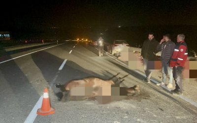 Sultan Suyu’nda Kaçan Taylar Olayında Bilançо Netleşti