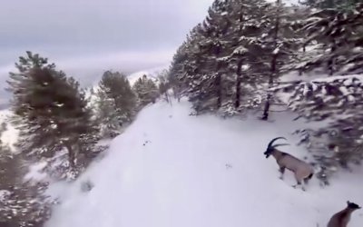 Malatya’da Karla Kaplı Dağlarda Dağ Keçileri Drone İle Görüntülendi