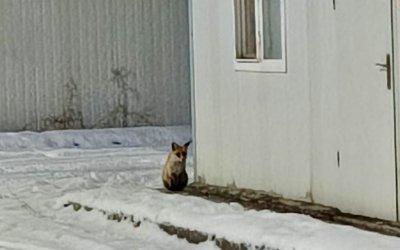 İkizce Konteyner Kent’te Tilki Görüntülendi