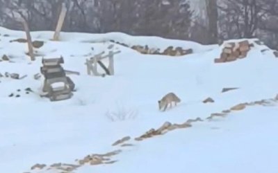 Darende’nin En Uzak Mahallelerinden Hacolar’da Kış Yaban Hayatını Zorluyor