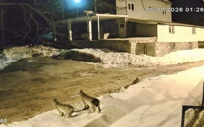 Hekimhan’da Vaşak Ailesi Güvenlik Kamerasına Yansıdı