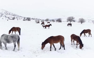 Malatya’da Yılkı Atları İçin Yemleme Seferberliği