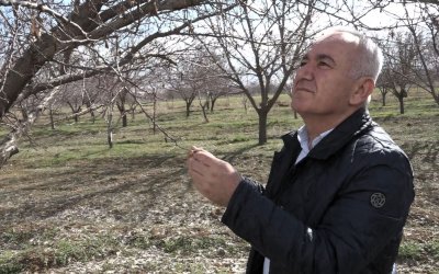 Malatya’da Kayısıda Rekolte Beklentisi 60-70 Bin Ton