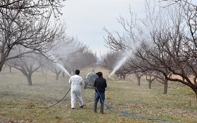 Malatya’da Kayısı Üreticilerine İlkbahar Uyarısı