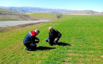 Malatya’da Buğday Tarlaları Mercek Altında