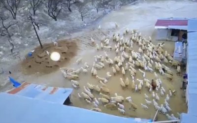 Darende’de Kuzu Doğumları Sürüyor