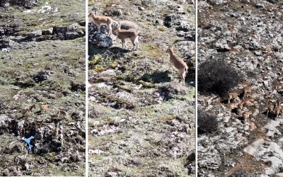 Beydağı’ndaki Dağ Keçileri Malatya’nın Doğal Zenginliğini Gözler Önüne Serdi