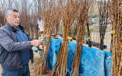Darende’de Kayısı Fidanına Yoğun İlgi