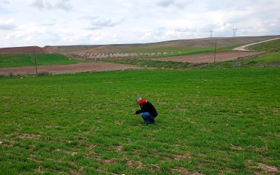 Yazıhan’da Buğday Entegre Mücadele Çalışmaları Kapsamında Arazi Kontrolü ve Eğitim Yapıldı
