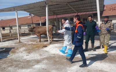 Akçadağ’da TİGEM Sultansuyu İşletmesi’nde Şap Hastalığı Alarmı