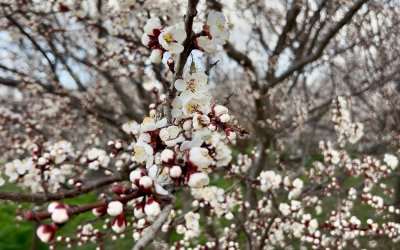 Yıldırım: “Bakım Yapılırsa Verim Ve Kaliteyi Bekliyoruz”