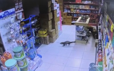 Dilek Mahallesi’nde Sansar Markete Girdi, Paşa Kovalamaya Başladı